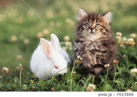 仔猫と白ウサギ 仔猫と白ウサギ 7023866