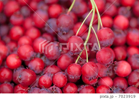 ジューンベリー 7023919