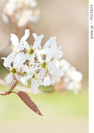 ジューンベリーの花 7023924