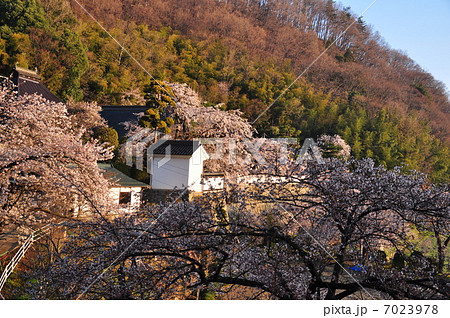 春の大雲寺 春の大雲寺 7023978