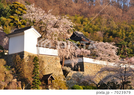 春の大雲寺 7023979