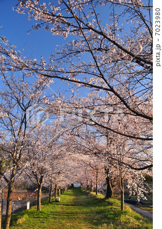 桜のトンネル 7023980