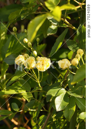 モッコウバラ 7024089