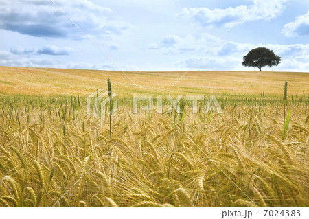 Field of Wheat and Tree On The Horizon 7024383