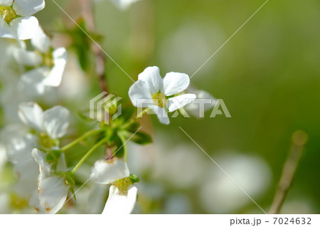 ユキヤナギ 7024632