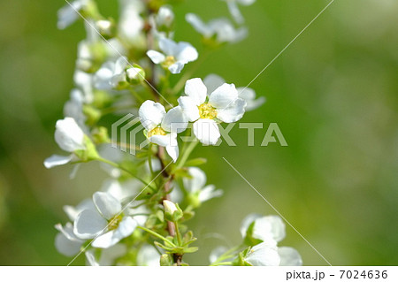 ユキヤナギ ユキヤナギ 7024636