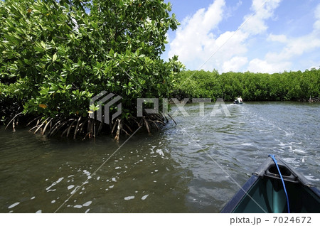 パラオ・マングローブ・カヤックツアー パラオ・マングローブ・カヤックツアー 7024672