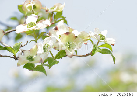 ハナミズキ 7025169