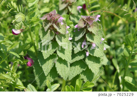 ヒメオドリコソウ 7025229