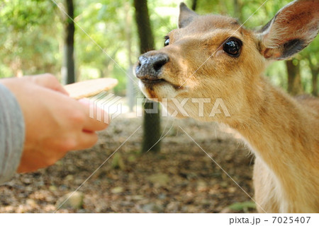 奈良公園の鹿の写真素材