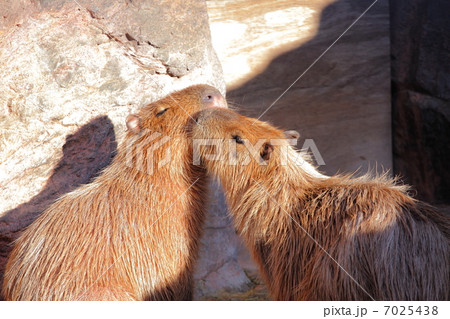 カピパラ 7025438