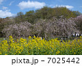 春の色 7025442