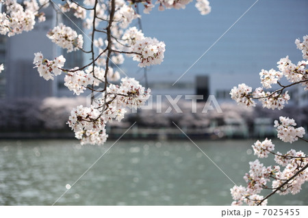 春の風景 7025455