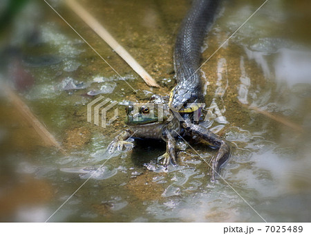 ヘビの捕食 7025489
