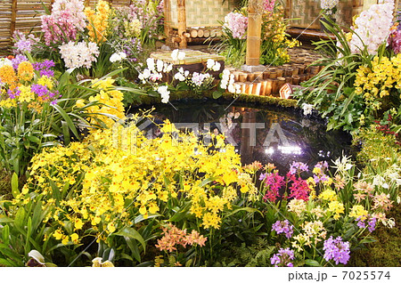 洋ランのディスプレイ（世界らん展） 7025574