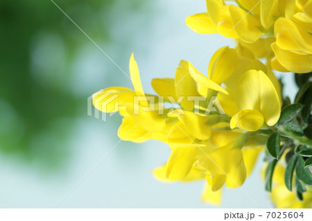 黄金色のヒメエニシダの花 黄金色のヒメエニシダの花 7025604