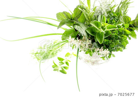 フレッシュハーブのアレンジメント 7025677