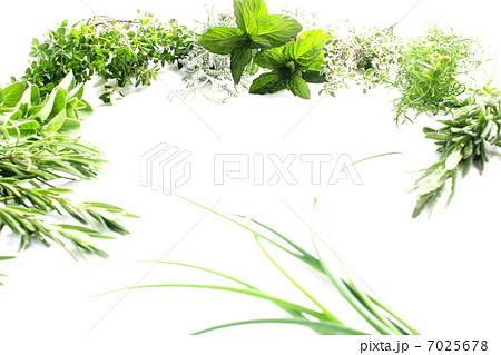 フレームのように並べたフレッシュハーブ 7025678