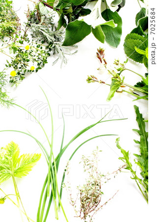 ハーブとハーブの花 7025684