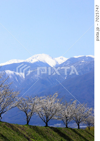 三峰川堤防の桜並木と中央アルプス 7025747