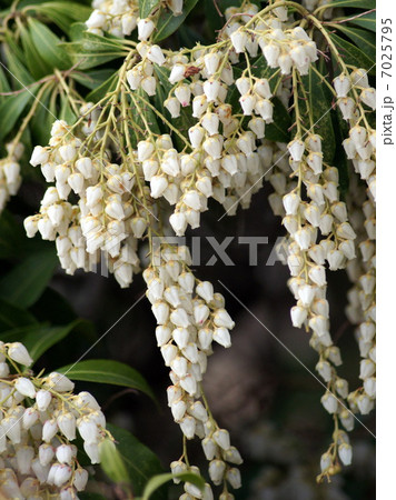 アセビ（白）：馬酔木の写真素材 [7025795] - PIXTA