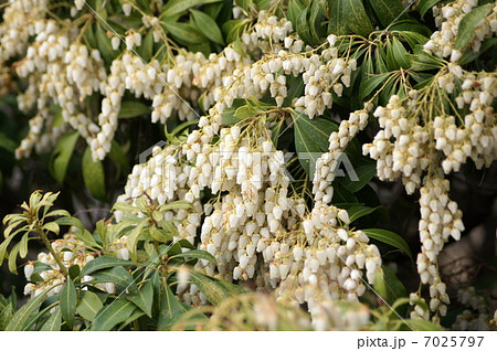 アセビ(白):馬酔木 アセビ(白):馬酔木 7025797