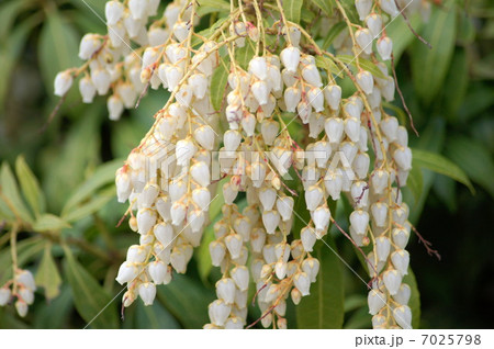 アセビ（白）：馬酔木 7025798