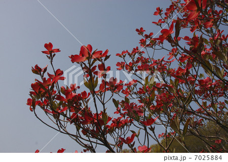 花水木 花水木 7025884