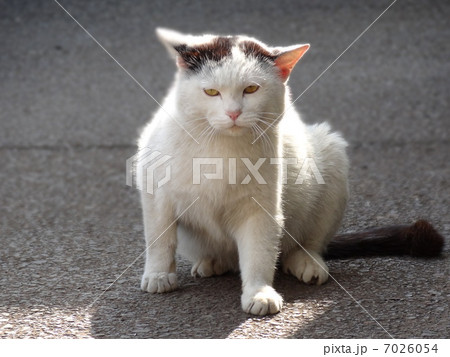 寝起き猫 7026054