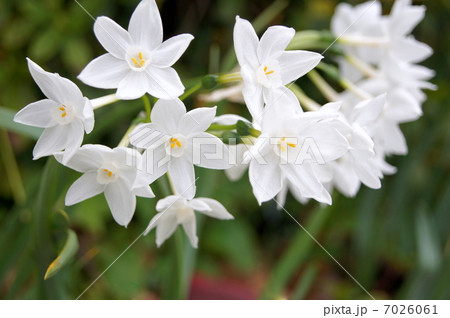 ペーパーホワイト：タゼッタ水仙（房咲き水仙） 7026061