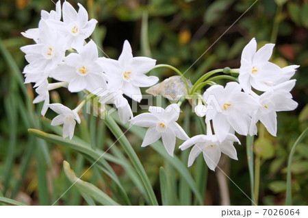 ペーパーホワイト タゼッタ水仙 房咲き水仙 の写真素材