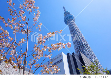 青空が広がる東京スカイツリーと満開の八重桜 7026112