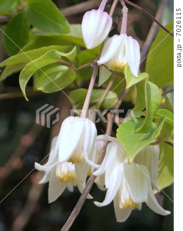 ユンナネンシス:冬咲きクレマチス ユンナネンシス:冬咲きクレマチス 7026115