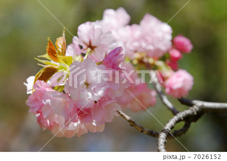 都市農業公園の淡い紅色の桜の花・糸括 都市農業公園の淡い紅色の桜の花・糸括 7026152