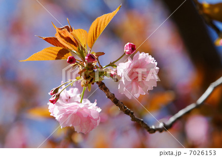 都市農業公園の濃い桜色の花・関山 7026153