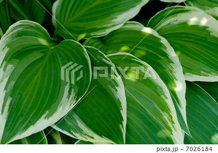 Hosta Hosta 7026184