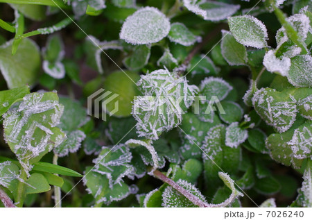霜がついた草 7026240