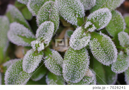 霜（クローズアップ） 7026241