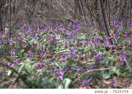 角田山のカタクリ 7026356