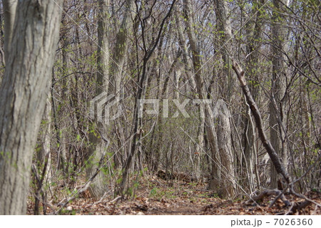 新緑の角田山の森 7026360