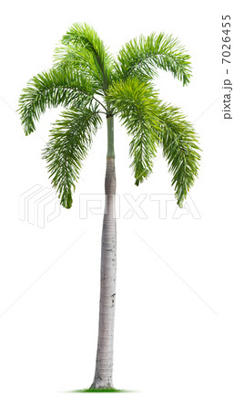 Foxtail palm tree 7026455