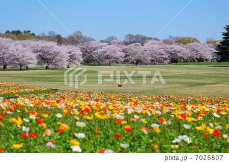 昭和記念公園の花畑のアイスランドポピーと満開の桜 昭和記念公園の花畑のアイスランドポピーと満開の桜 7026807