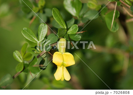 ムレスズメ 群雀 Caragana sinica ムレスズメ 群雀 Caragana sinica 7026808