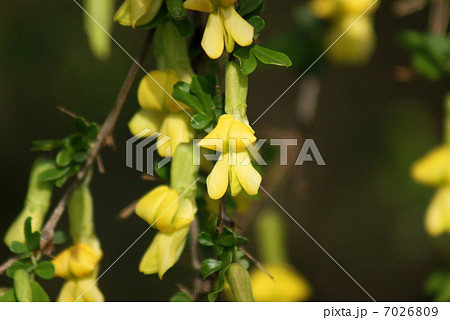 ムレスズメ　群雀　Caragana sinica 7026809