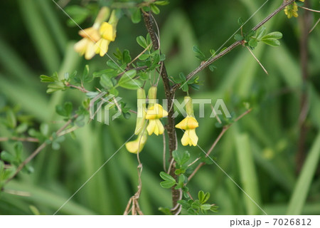 ムレスズメ 群雀 Caragana sinica ムレスズメ 群雀 Caragana sinica 7026812