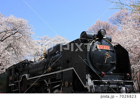 伊那公園　Ｄ５１とさくら 7026823