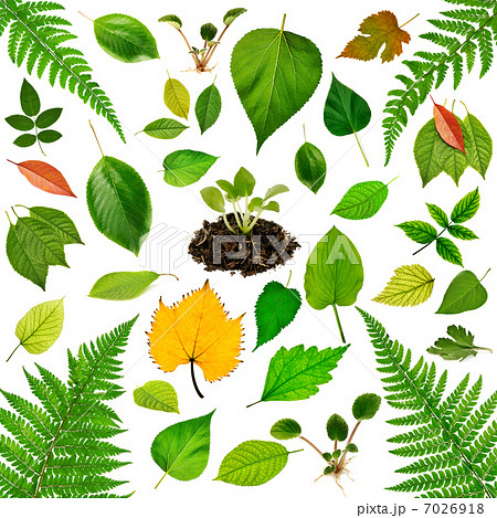 Collection of leaves 7026918