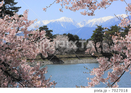 六道の堤の桜とアルプス 7027018