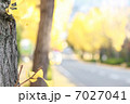 銀杏並木 7027041