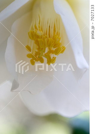 ミヤコドリ 7027133